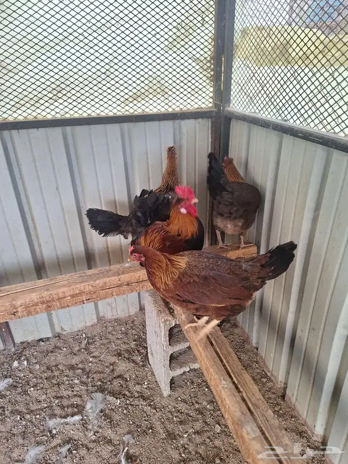 دجاج عربي ترثه فري غامق 4