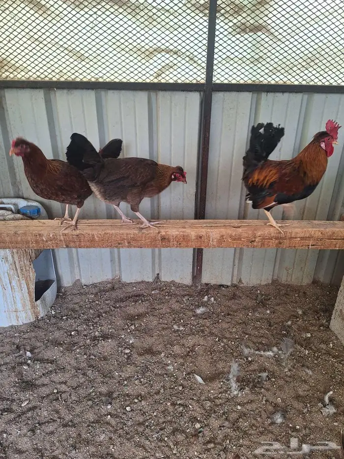 دجاج عربي ترثه فري غامق 3