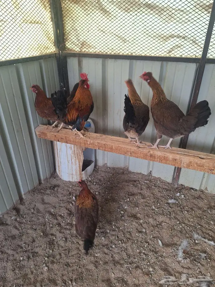 دجاج عربي ترثه فري غامق 11