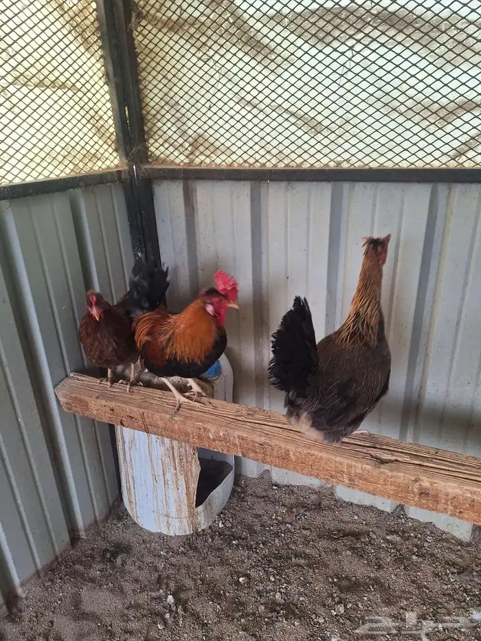 دجاج عربي ترثه فري غامق 9