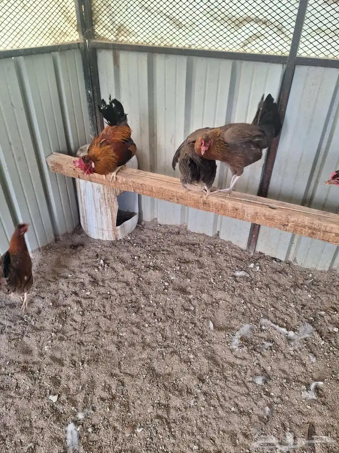 دجاج عربي ترثه فري غامق 7