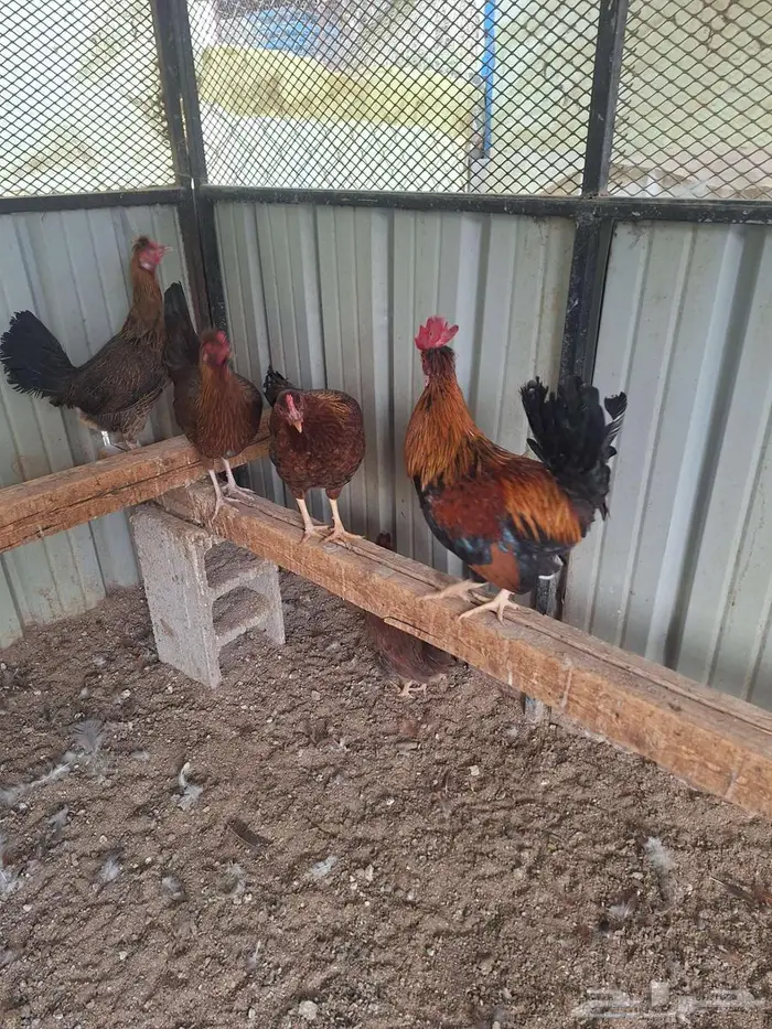 دجاج عربي ترثه فري غامق 5