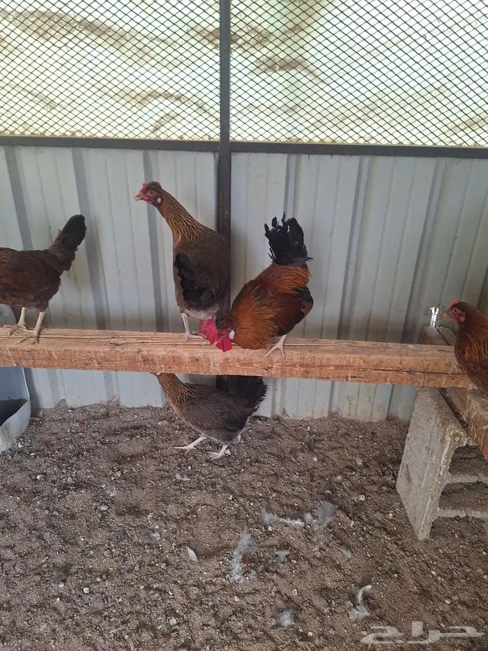 دجاج عربي ترثه فري غامق 12