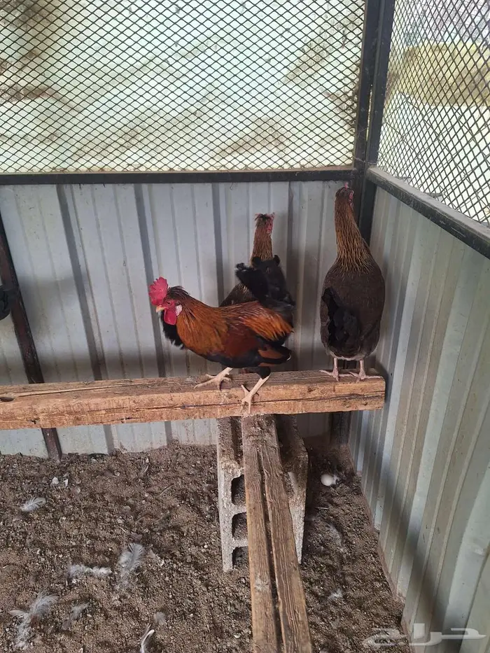 دجاج عربي ترثه فري غامق 10