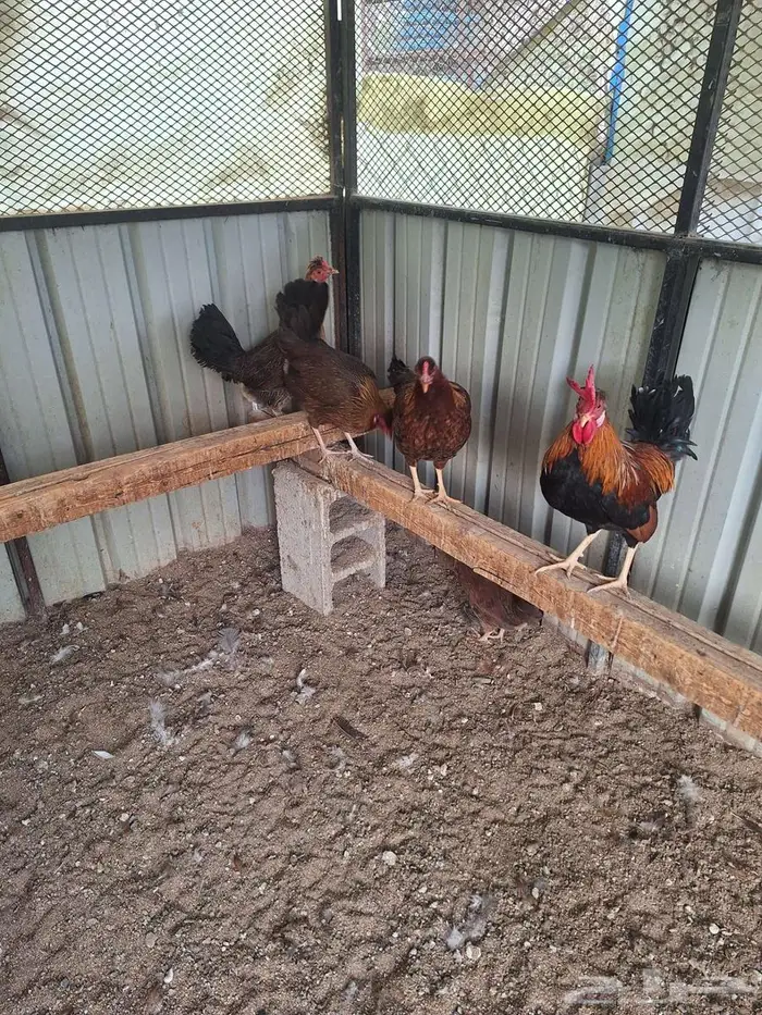 دجاج عربي ترثه فري غامق 2