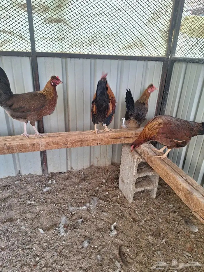 دجاج عربي ترثه فري غامق 8