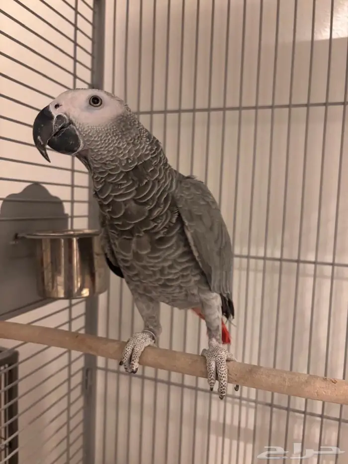 كاسكو للبيع اليف 0