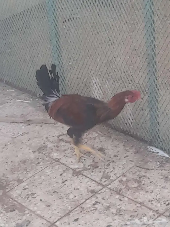 دجاج ترثه وحمام 1