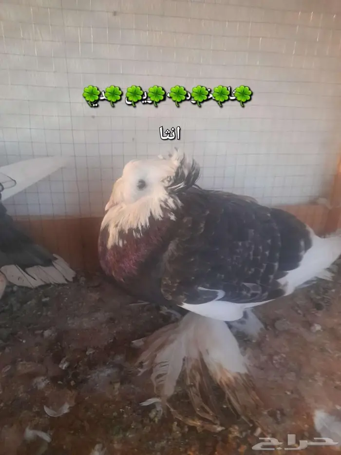 دجاج ترثه وحمام 2