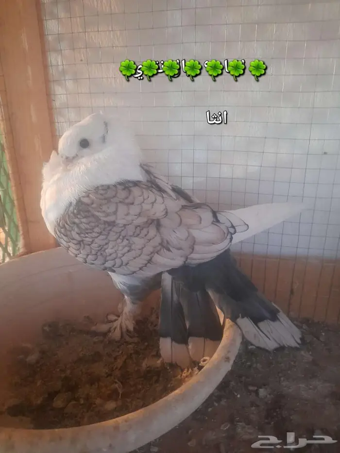 دجاج ترثه وحمام 3