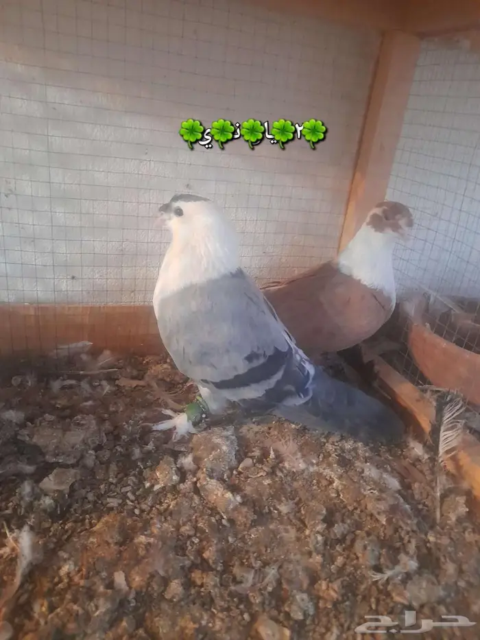 دجاج ترثه وحمام 6