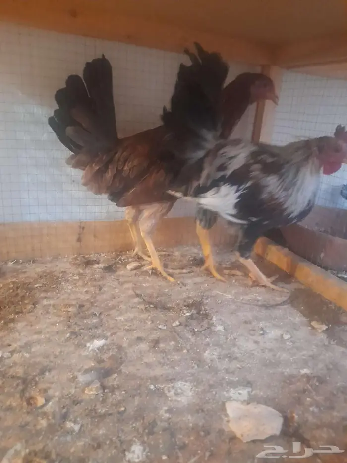 دجاج ترثه وحمام 7