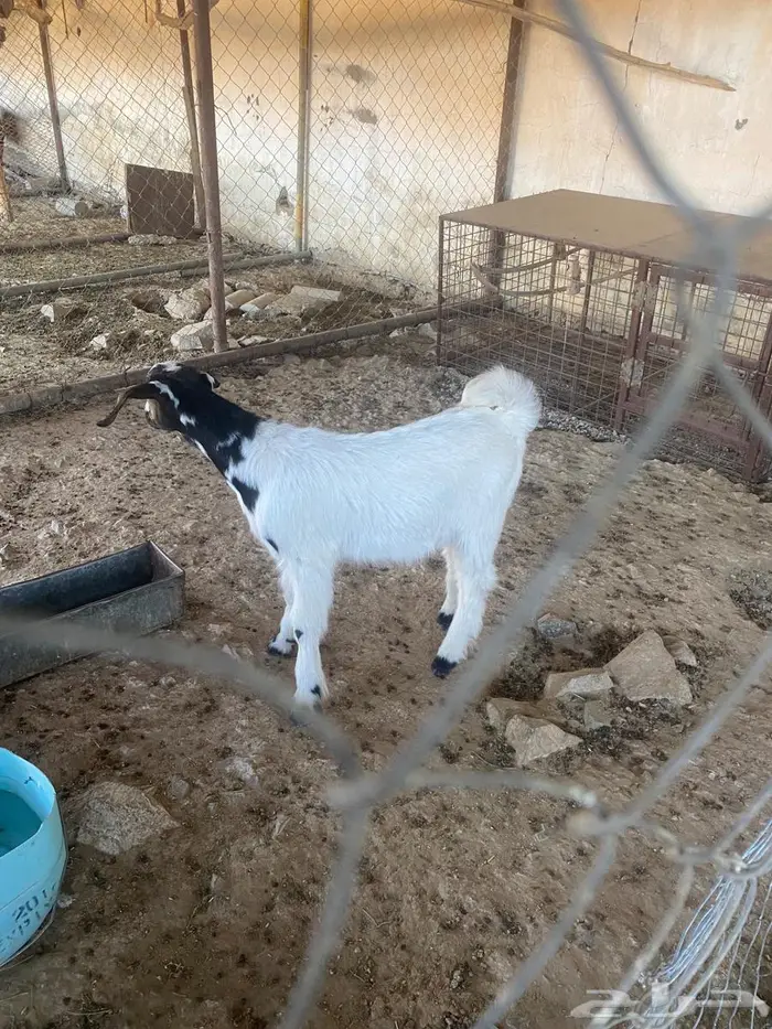 تيس عمر شهرين 2