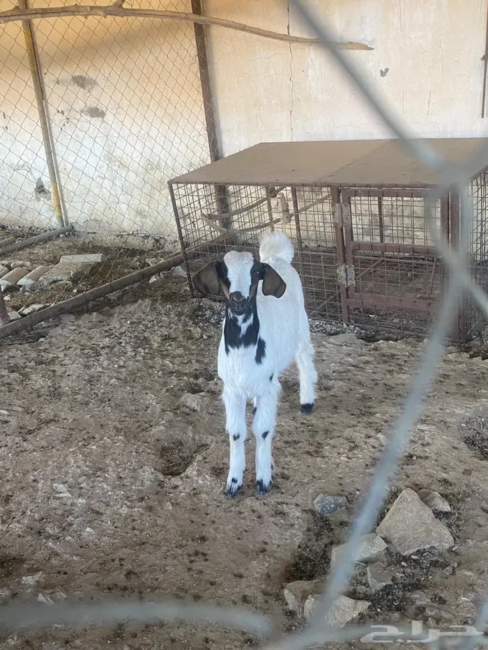 تيس عمر شهرين 0