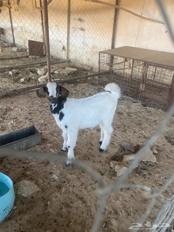 تيس عمر شهرين 1