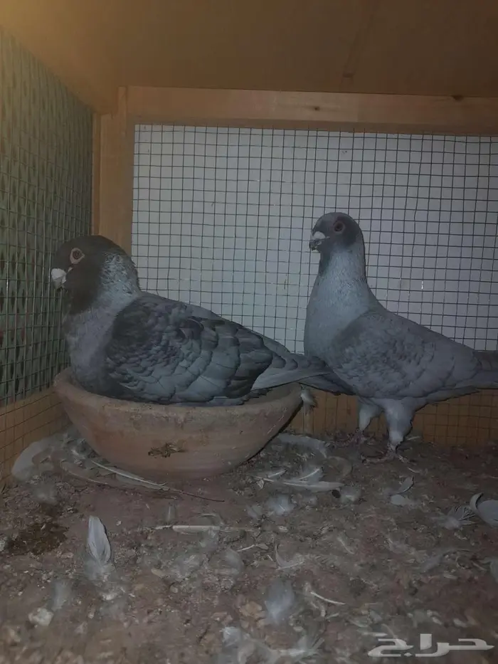 دجاج ترثه وحمام 8