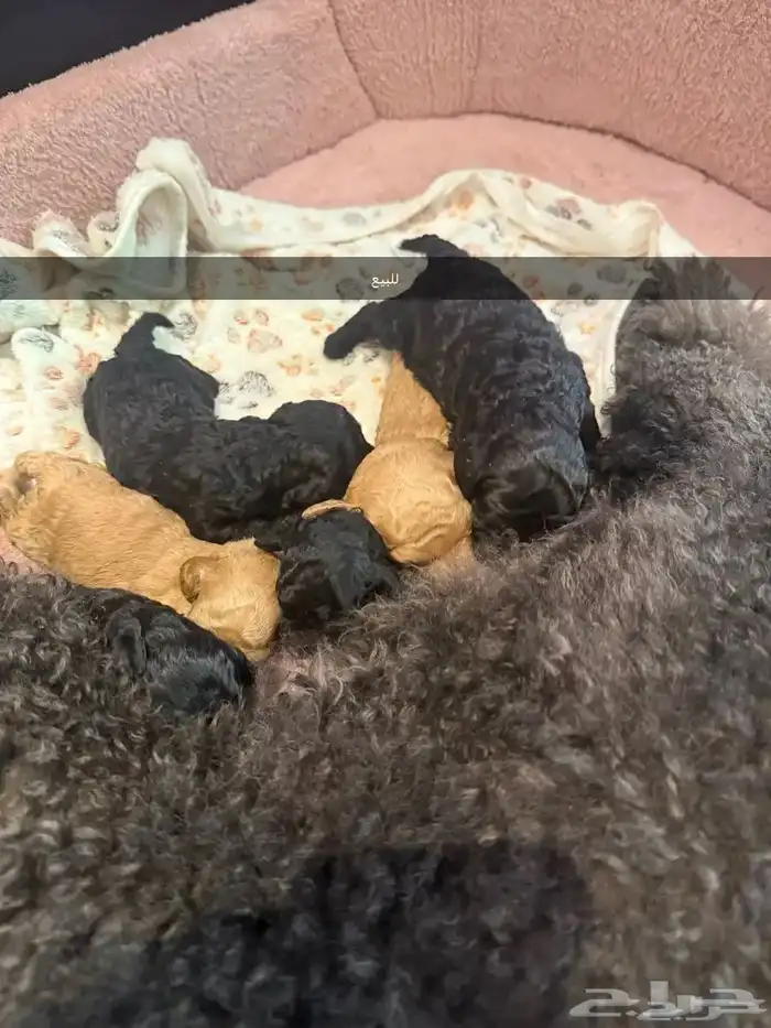 للبيع جراء بودل مستويات 4