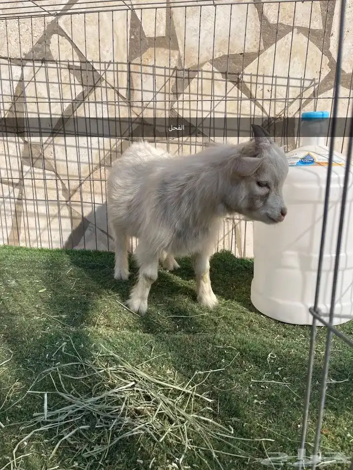 ماعز قزم اصل ودم صافي وبيور 0