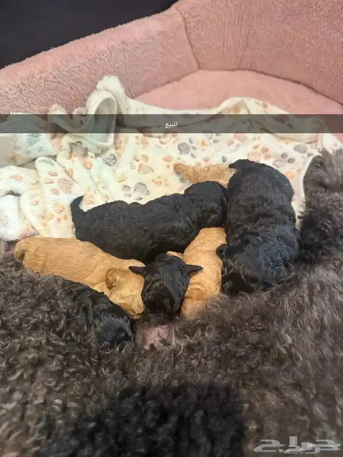 للبيع جراء بودل مستويات 3