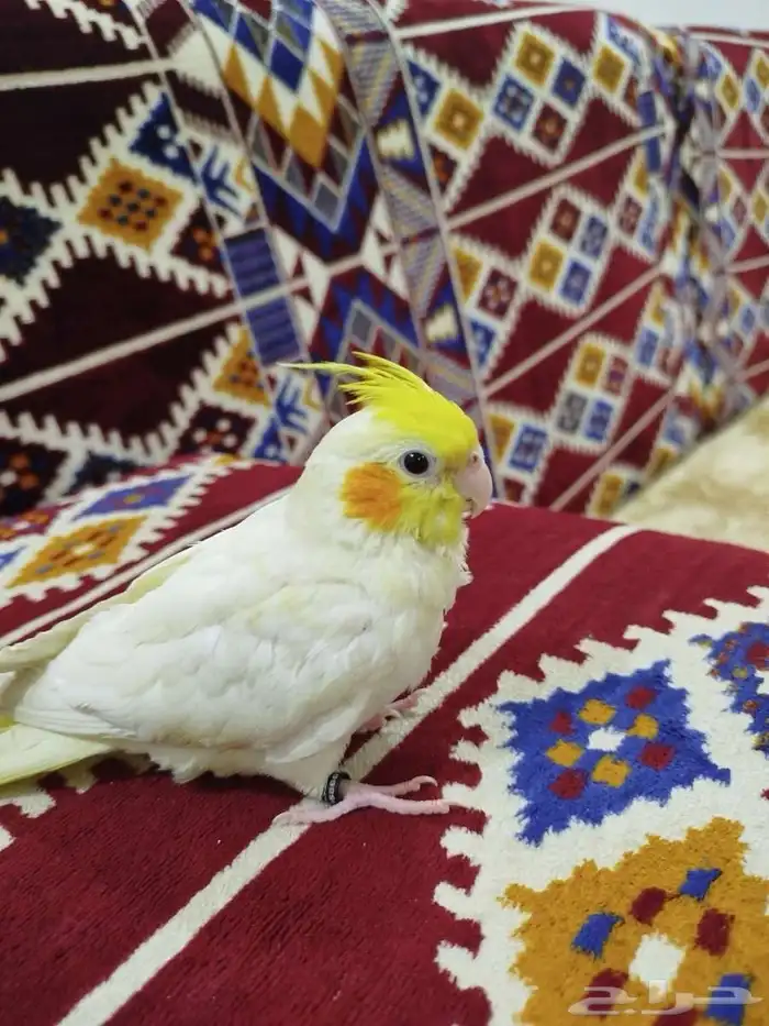 كروان العمر 3شهور اليف 0