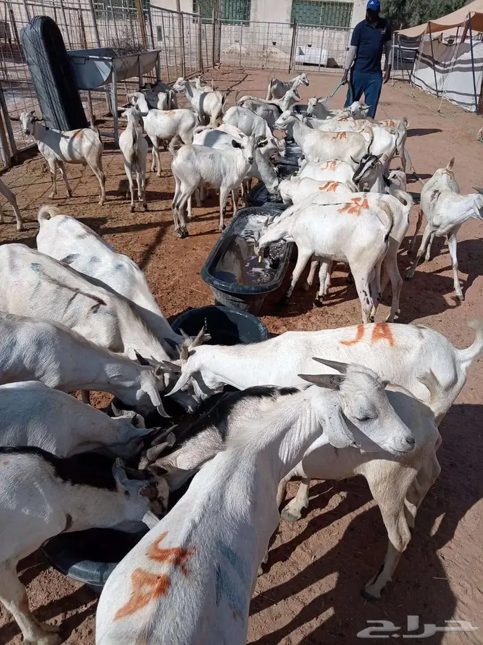 50 تيس نقاوة للبيع جملة 0