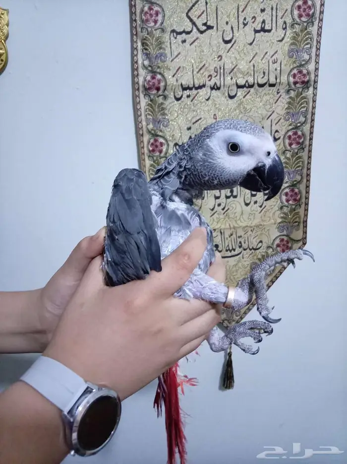 انثي كاسكواليفةمحللةبشهادةمتكلمةللبيع اوبدل بامازوني 0