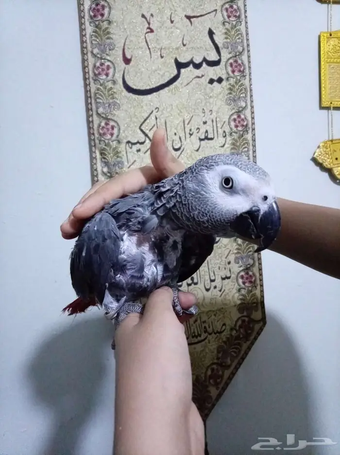 انثي كاسكواليفةمحللةبشهادةمتكلمةللبيع اوبدل بامازوني 4