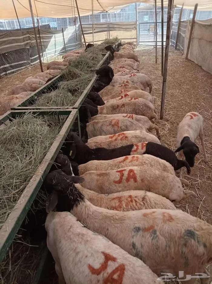 بربري مربي وتيوس صومالي جمله 480 ريال 4