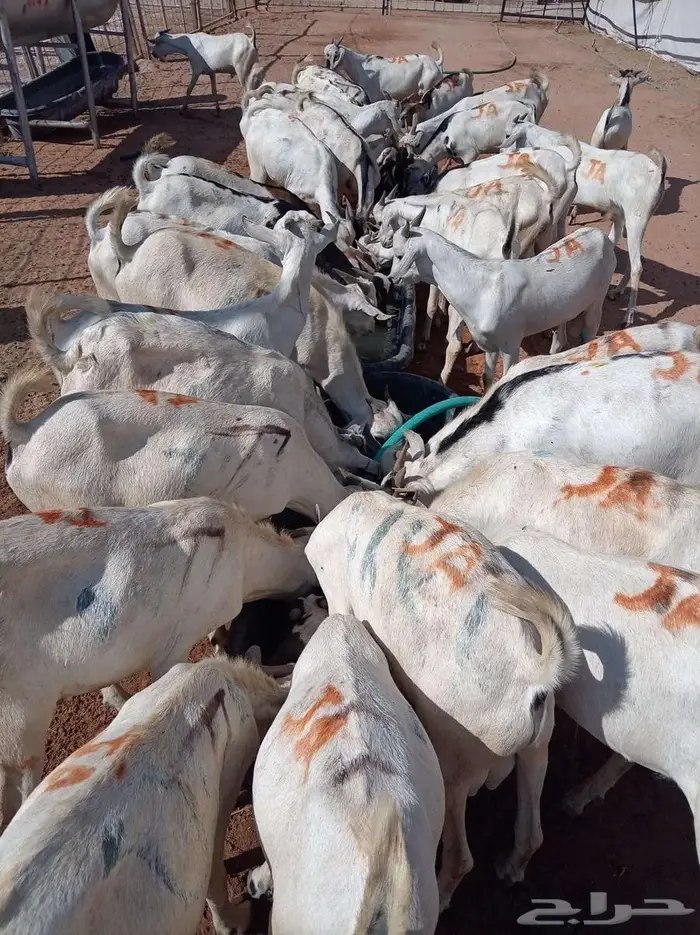 بربري مربي وتيوس صومالي جمله 480 ريال 6