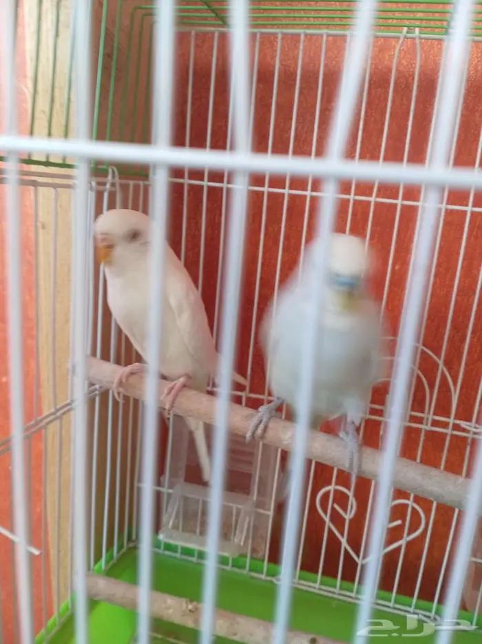 مجموعة طيور زينة للبيع 0