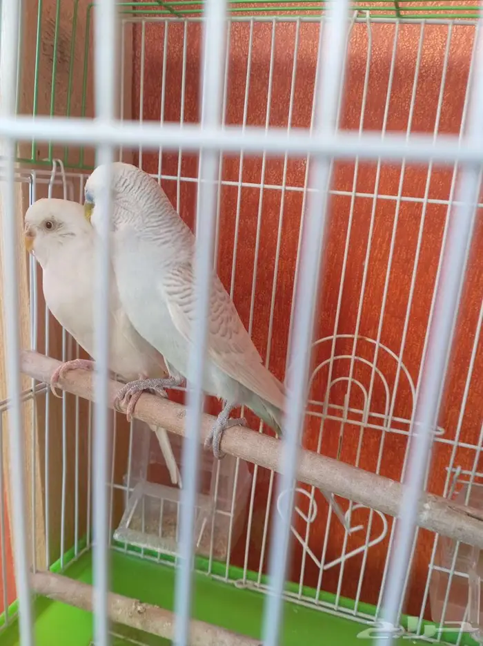 مجموعة طيور زينة للبيع 2