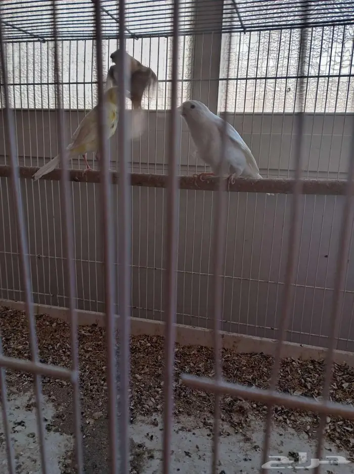 مجموعة طيور زينة للبيع 3