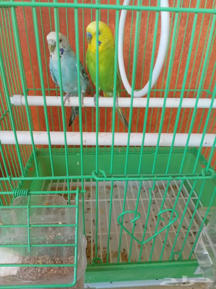 مجموعة طيور زينة للبيع 4