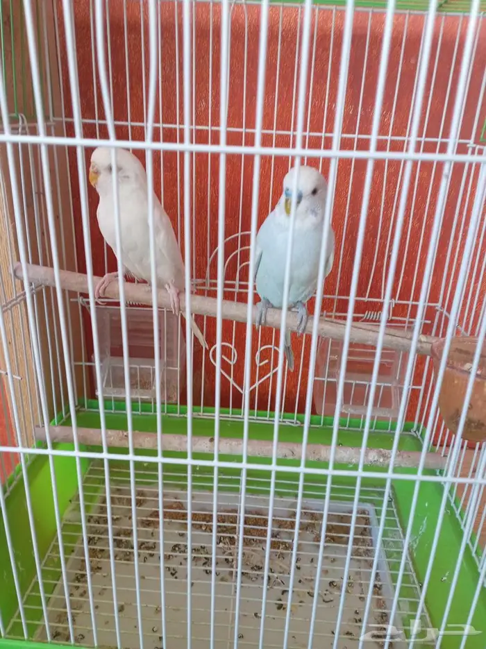 مجموعة طيور زينة للبيع 5