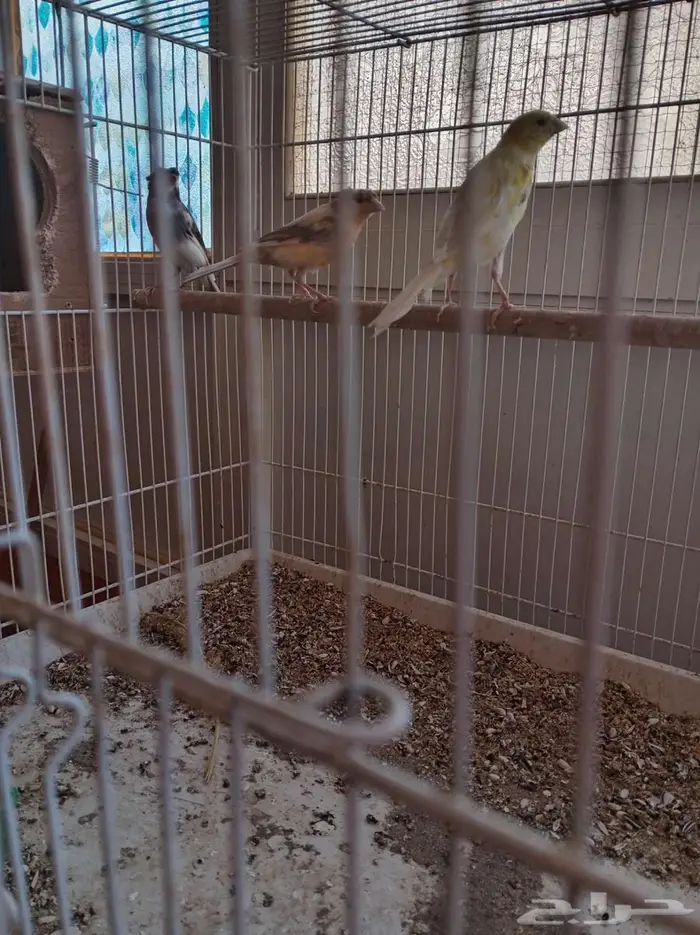 مجموعة طيور زينة للبيع 6