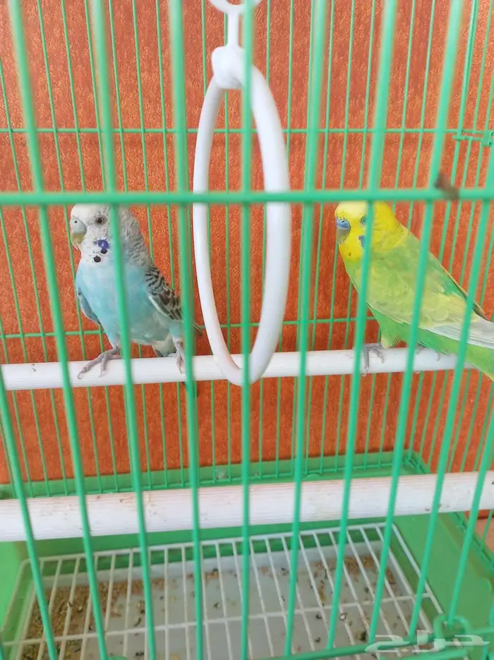 مجموعة طيور زينة للبيع 7