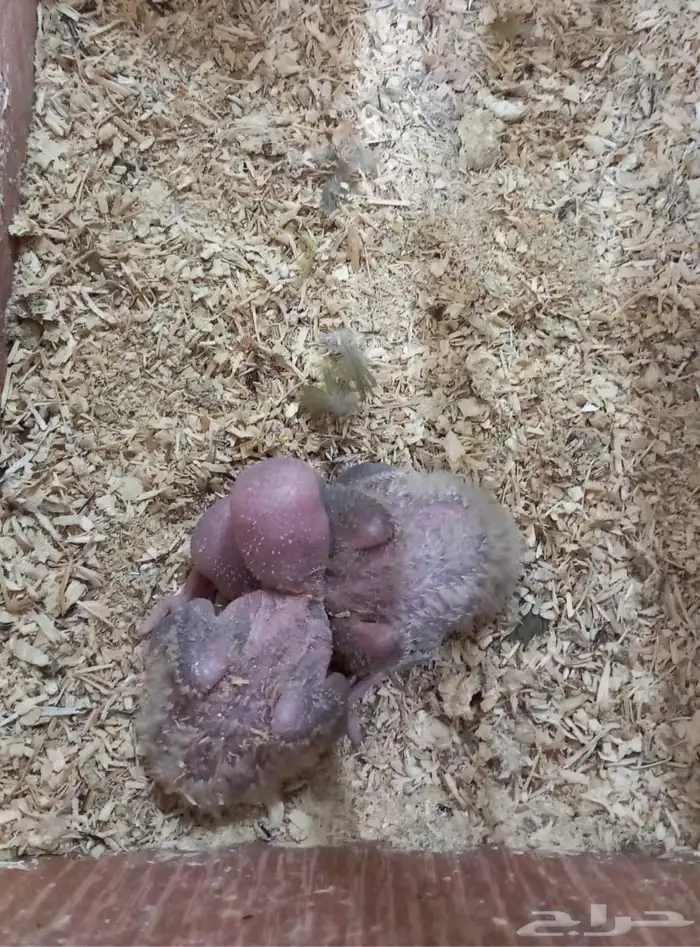 للبيع (5) فروخ صغار تحت رعاية اهاليهم 4