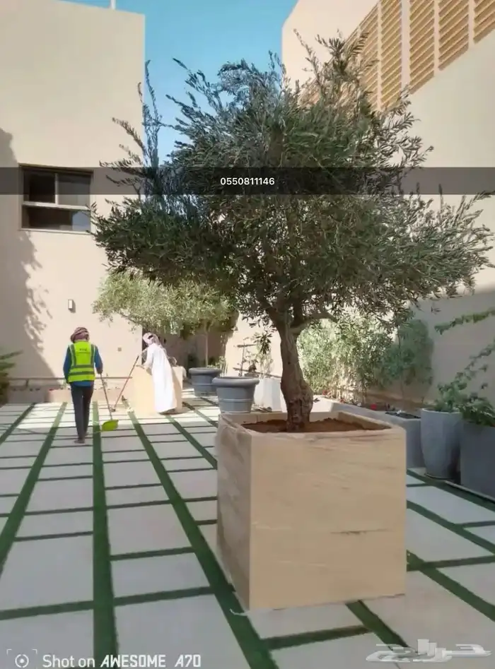 شجره زيتون 1