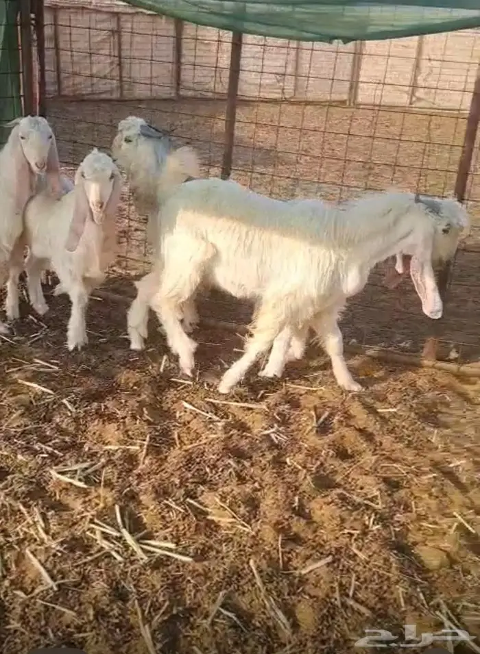 للبيع تيوس عدد 4 جبره وطيبه وظهورهن على حد الغلاق 0