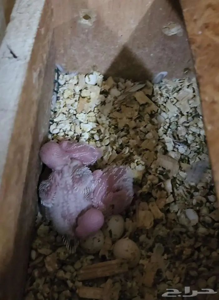 بادجي بال فالو بفروخه 4