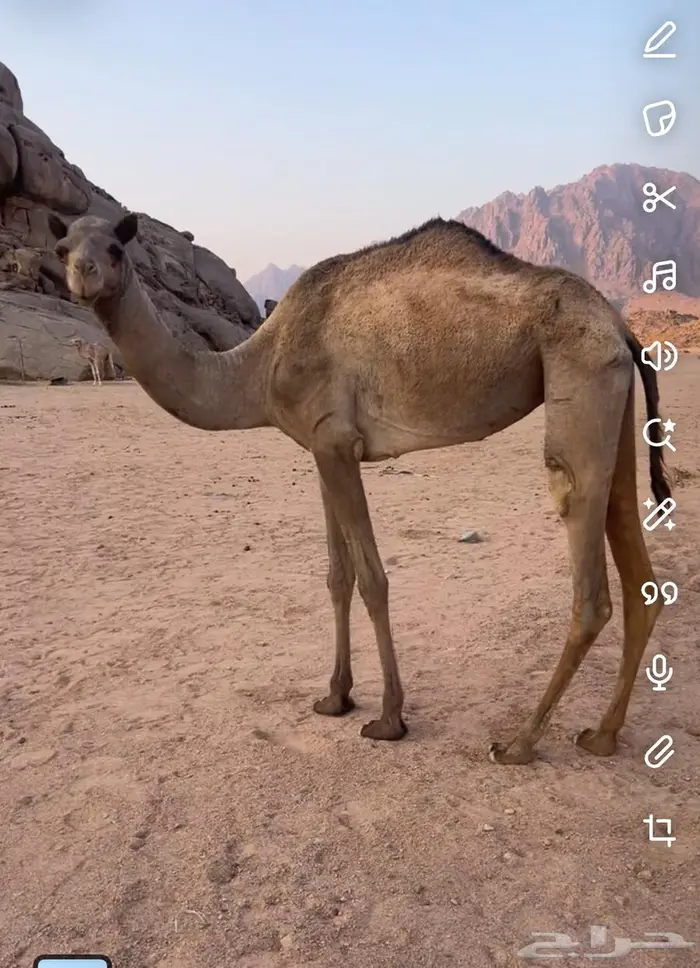 بكرة لبيع جذعها وخريه أبوها سوداني وامه مهجنه بكره زينه 2