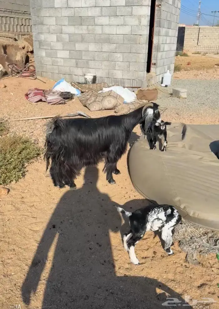 عنز خلفه معها 2 0