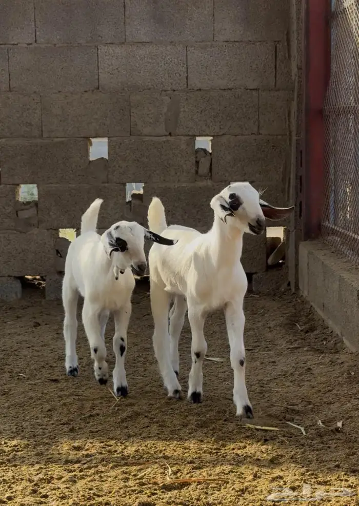 تيوس بيشية دواغير 1