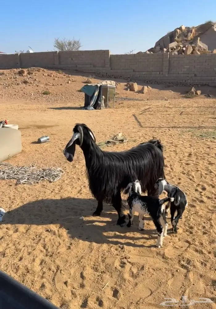 عنز خلفه معها 2 2