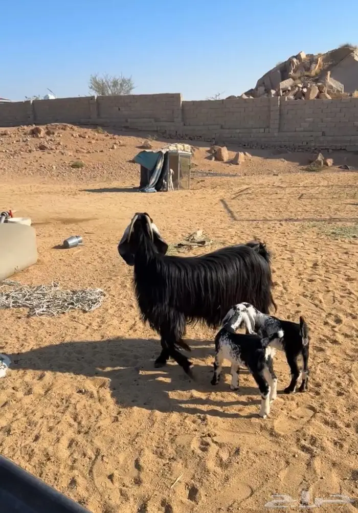 عنز خلفه معها 2 1