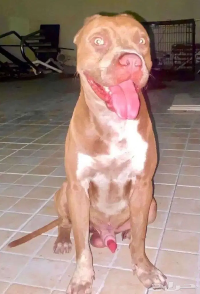 كلب بتبول ريد نويس العمر ثلاث سنوات 0