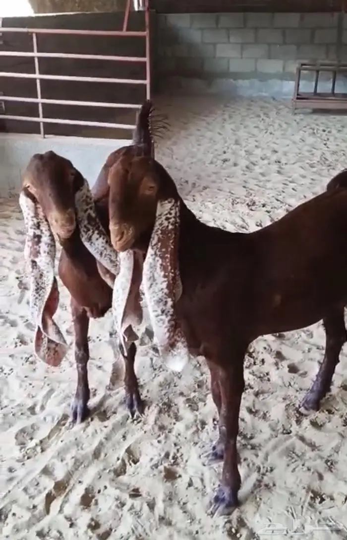 جفار هولنديات معرفات خصم 1