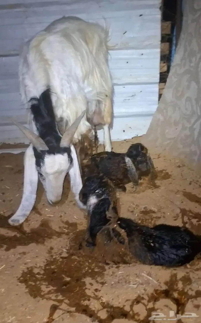 عنز تحتها توم 0