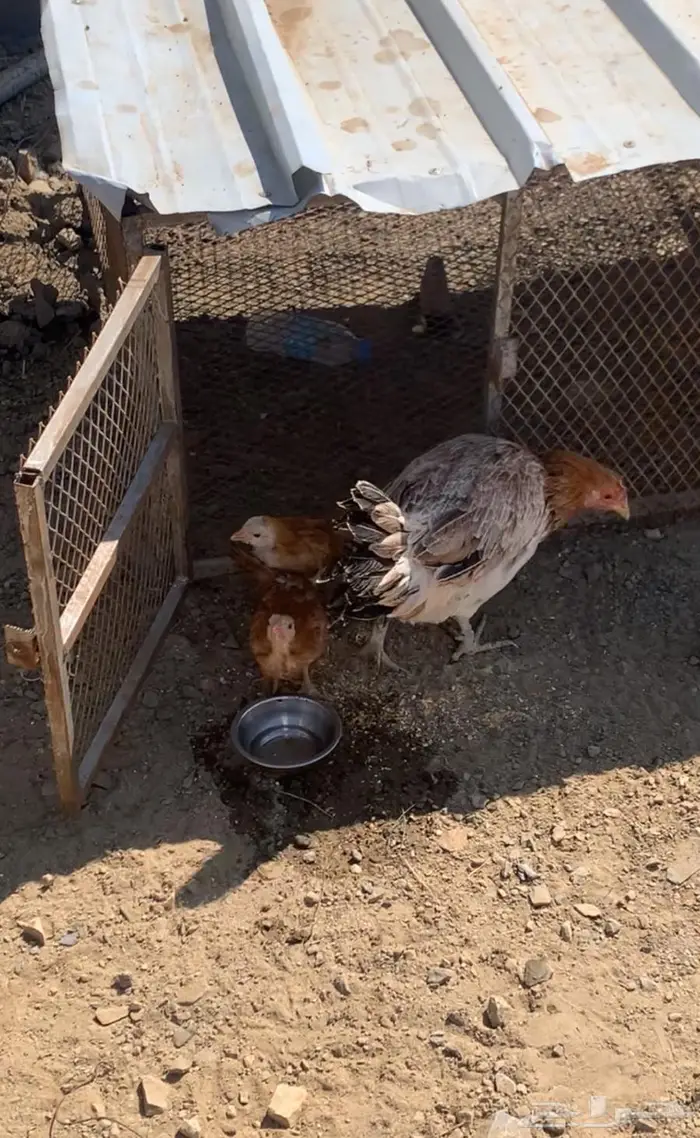 دجاج عربي كفو للبيع 4