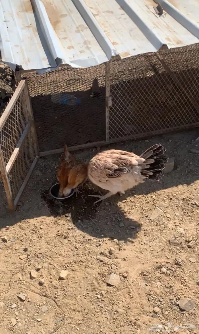 دجاج عربي كفو للبيع 3